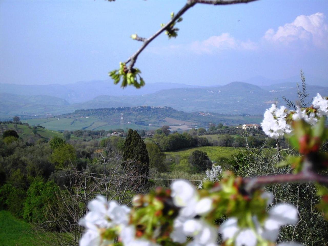 モンテメラノ Agriturismo Poggio Del Drago Bed & Breakfast エクステリア 写真