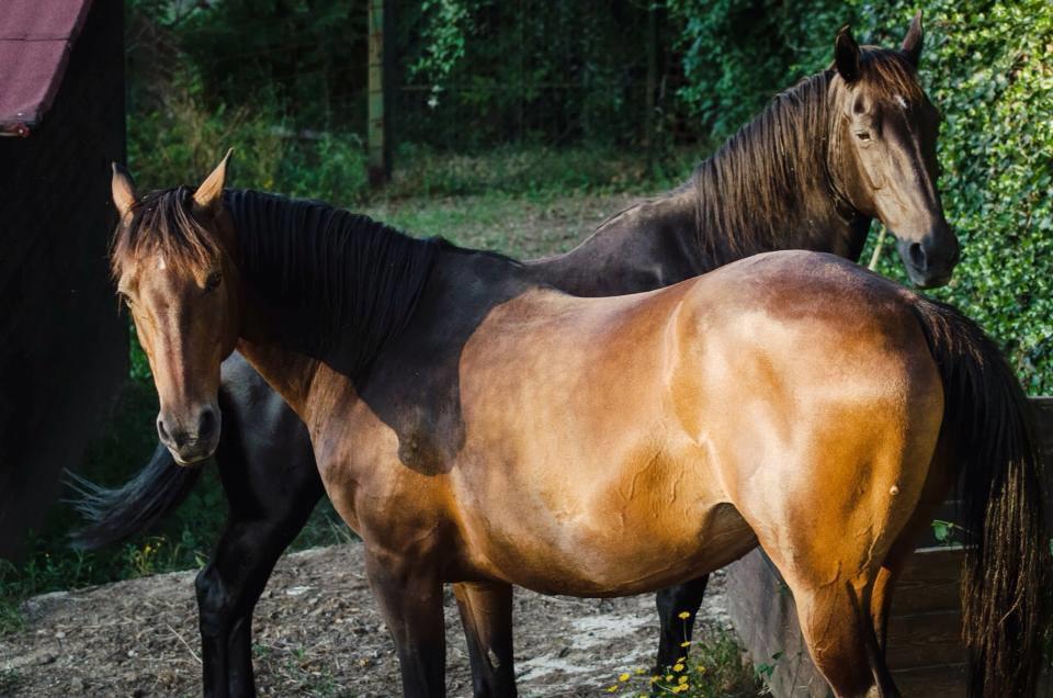 モンテメラノ Agriturismo Poggio Del Drago Bed & Breakfast エクステリア 写真